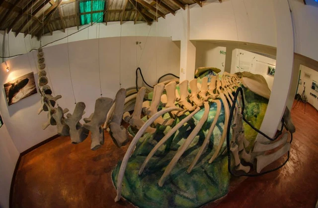 Museo de las ballenas samana 2